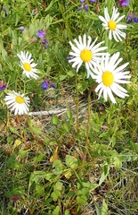 Chrysanthemum arcticum