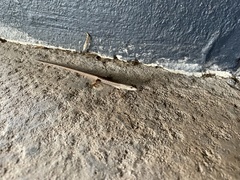 Saproscincus spectabilis