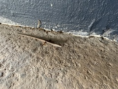 Saproscincus spectabilis