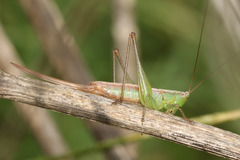 Conocephalus doryphorus