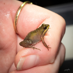 Microbatrachella capensis