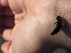 Platydracus tomentosus