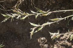 Oxytropis pilosissima