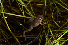 Microbatrachella capensis