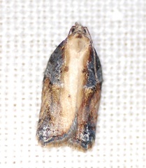 Acleris pulverosana