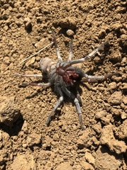 Calisoga longitarsis