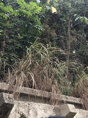 Miscanthus floridulus