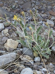 Mentzelia mexicana