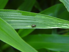 Eumolpinae