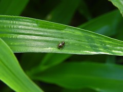 Eumolpinae
