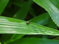 Eumolpinae