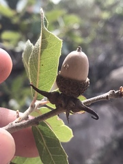 Disholcaspis pedunculoides