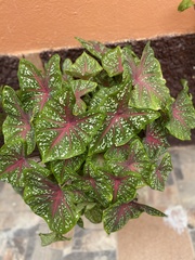 Caladium bicolor