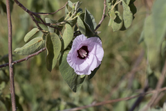 Gossypium sturtianum