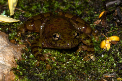 Heleophryne purcelli