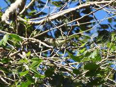 Camptostoma obsoletum
