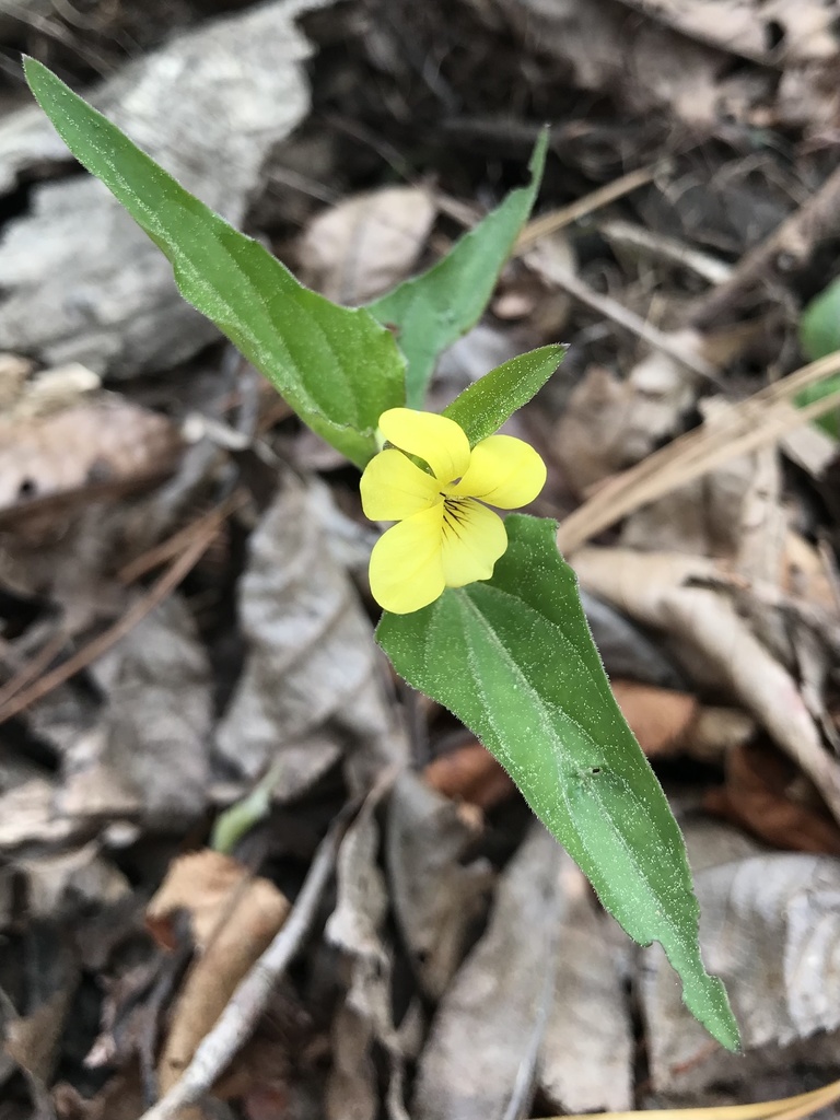southern wedge-leaf violet
