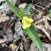Viola tenuipes - Photo (c) kommissar,  זכויות יוצרים חלקיות (CC BY-NC), הועלה על ידי kommissar
