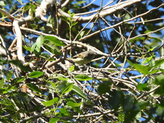 Camptostoma obsoletum