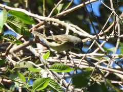 Camptostoma obsoletum