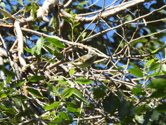 Camptostoma obsoletum
