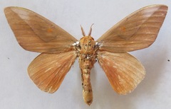 Schausiella santarosensis