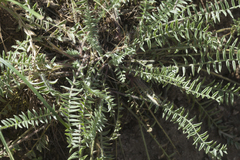 Oxytropis pilosissima