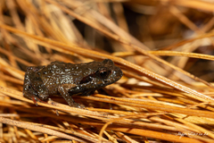 Arthroleptella lightfooti