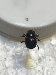 Ateuchus histeroides