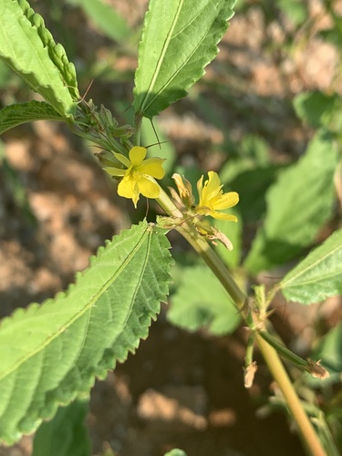 Corchorus tridens