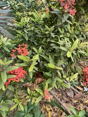 Ixora
