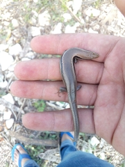 Marisora lineola