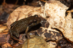 Arthroleptella lightfooti