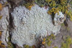 Pertusaria paratuberculifera