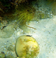 Stigmatopora narinosa