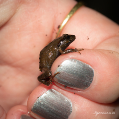 Arthroleptella lightfooti