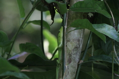 Emoia sanfordi