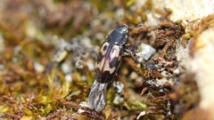 Glischrochilus confluentus