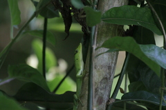 Emoia sanfordi