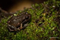 Arthroleptella lightfooti