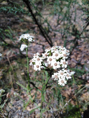 Ixodia achillaeoides