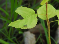 Camponotus mus