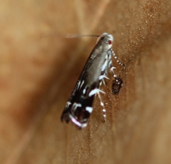 Anacampsis levipedella