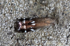 Anacampsis levipedella
