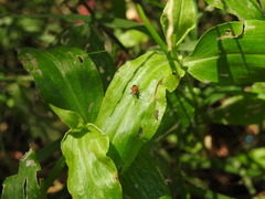 Neolema dorsalis