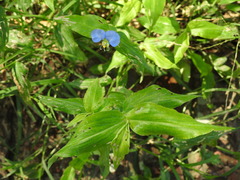 Commelina erecta