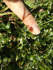 Plagiobothrys acanthocarpus