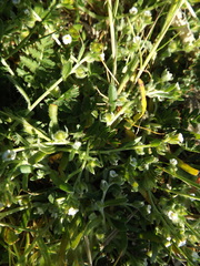 Plagiobothrys acanthocarpus