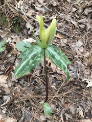 Trillium decipiens