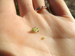 Plagiobothrys acanthocarpus